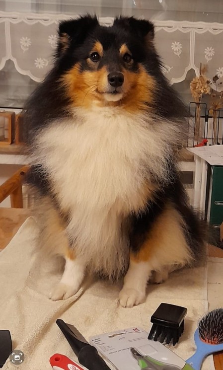 Sheltie Duncan