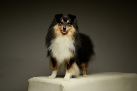 Sheltie Duncan