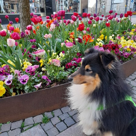Sheltie Duncan