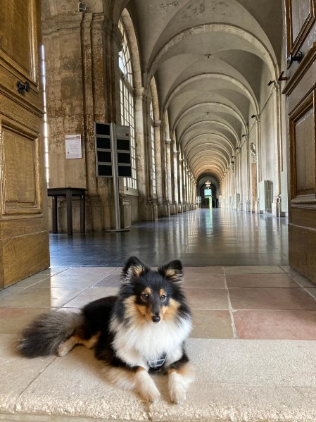 Sheltie Faith