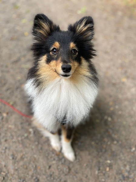 Sheltie Faith