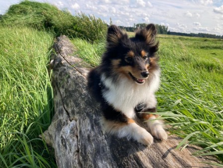 Sheltie Faith