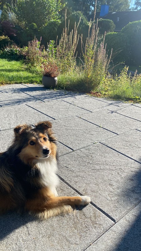 Sheltie Eithne