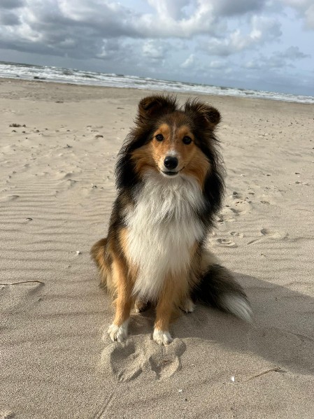 Sheltie Eithne