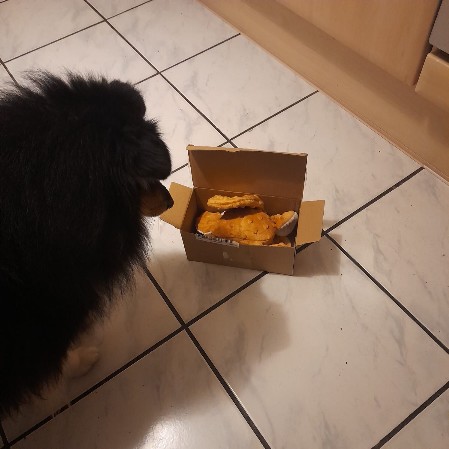 Sheltie Duncan