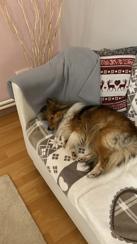 Sheltie Fenella
