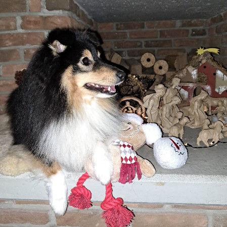 Sheltie Duncan