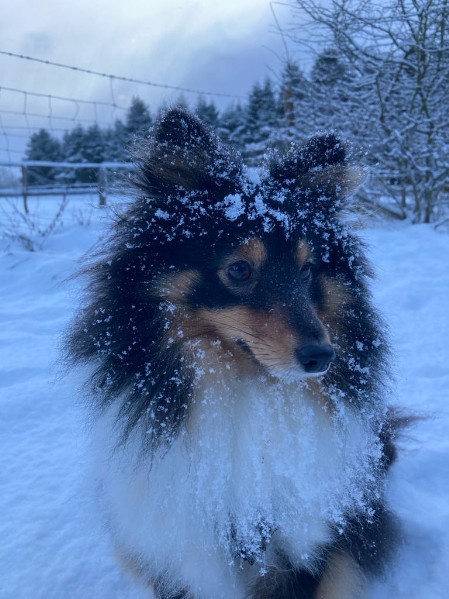 Sheltie Faith