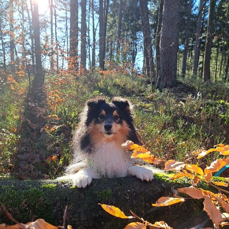 Sheltie Duncan