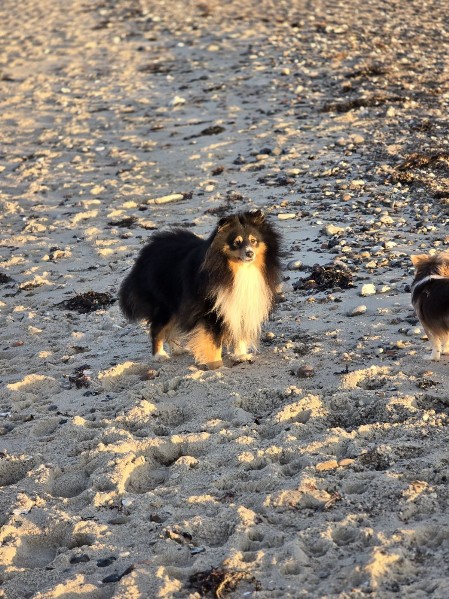 Sheltie Brian