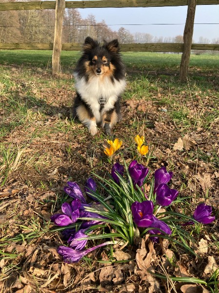 Sheltie Faith