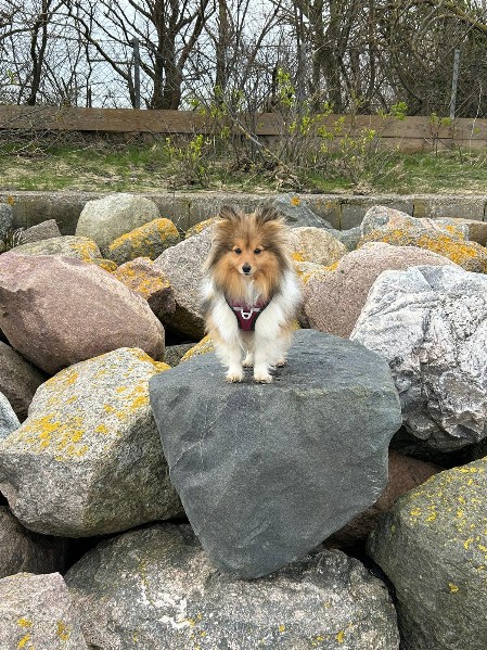 Sheltie Fenella