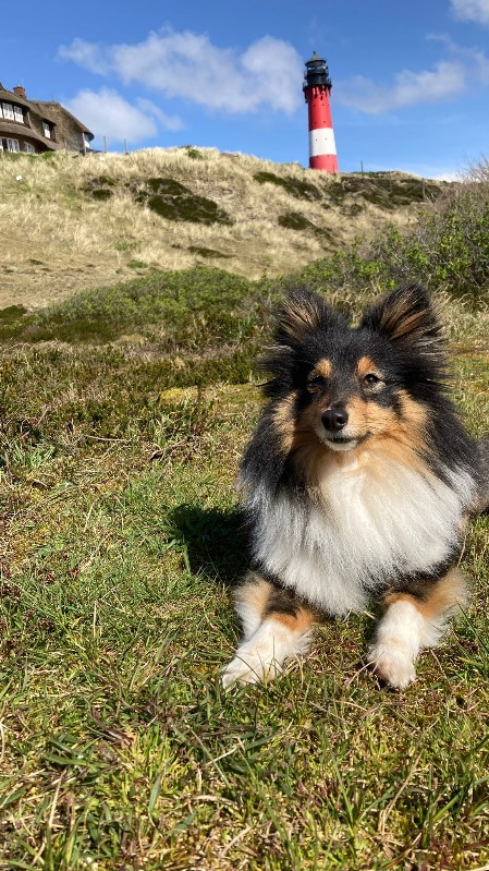 Sheltie Faith