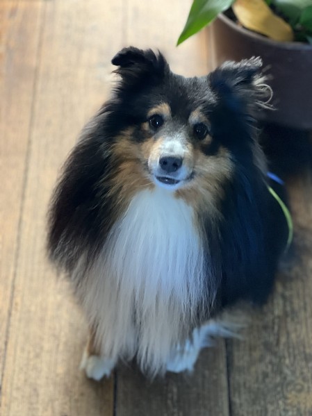 Sheltie Brian