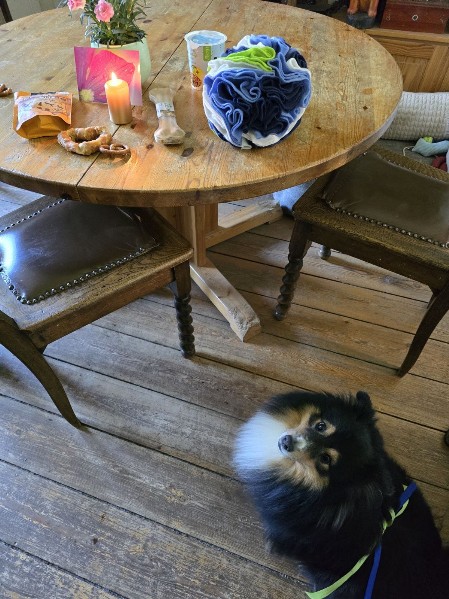 Sheltie Brian