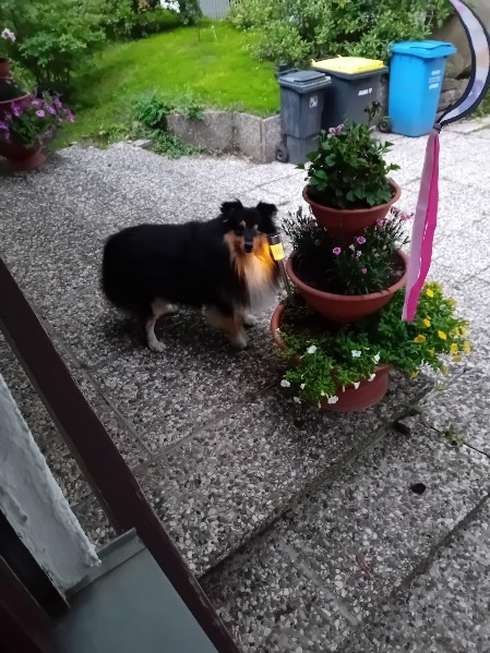 Sheltie Dougal