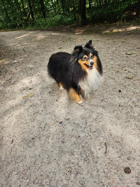 Sheltie Brian