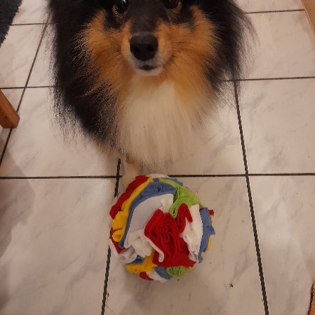 Sheltie Duncan