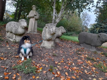 Sheltie Duncan