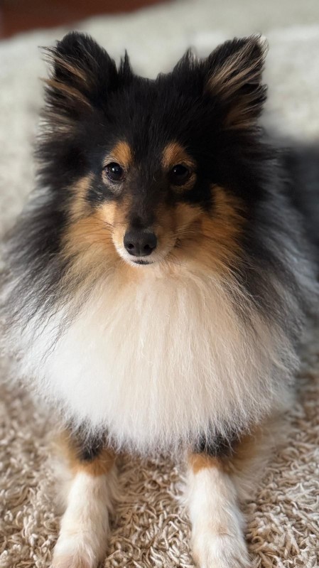 Sheltie Faith
