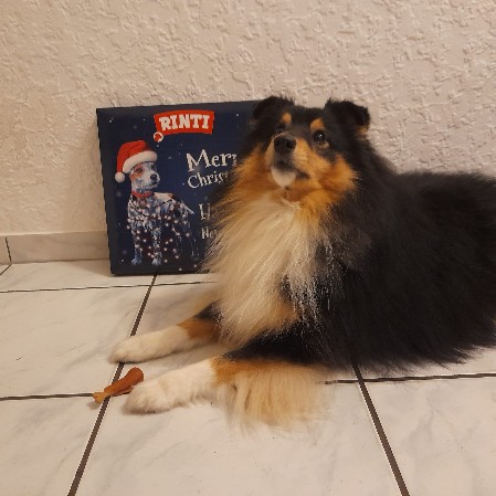Sheltie Duncan
