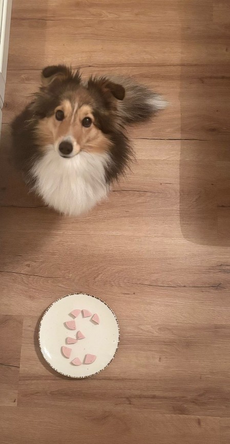 Sheltie Eithne