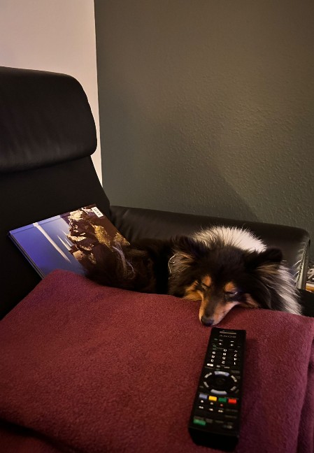Sheltie Faith
