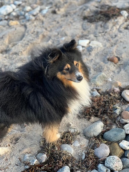 Sheltie Brian