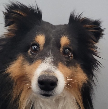 Sheltie Eoghan