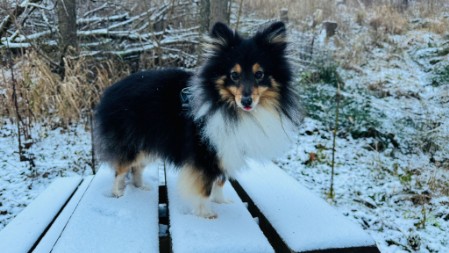 Sheltie Faith