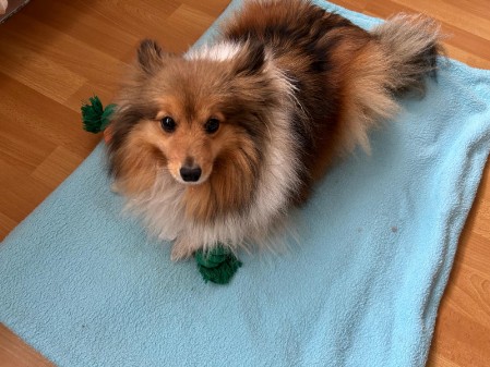 Sheltie Fenella