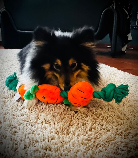 Sheltie Faith