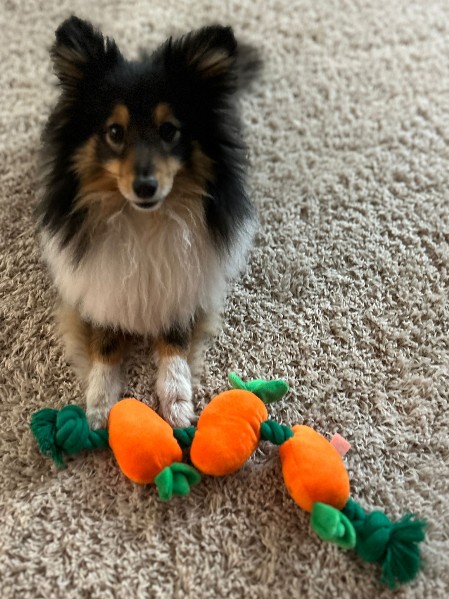Sheltie Faith