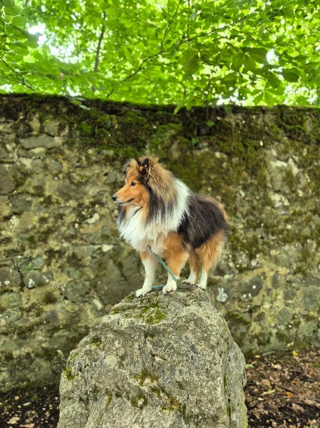 Sheltie Ciaran