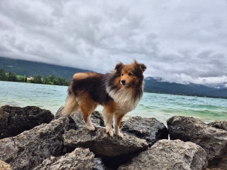 Sheltie Ciaran