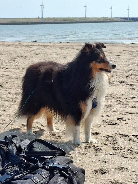 Sheltie Eoghan