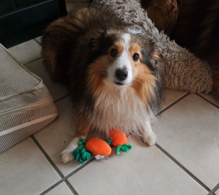 Sheltie Èamonn