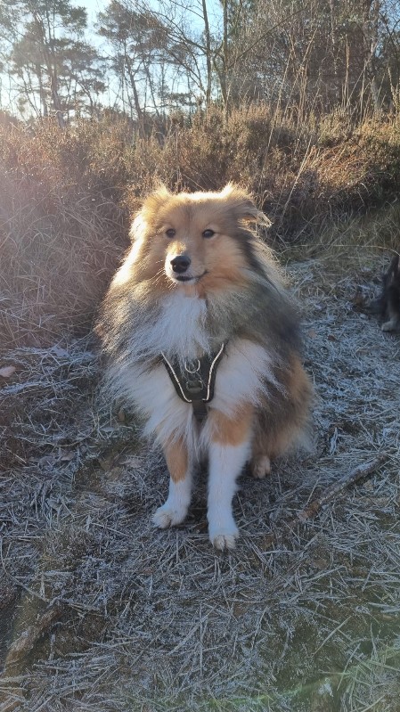 Sheltie Colin