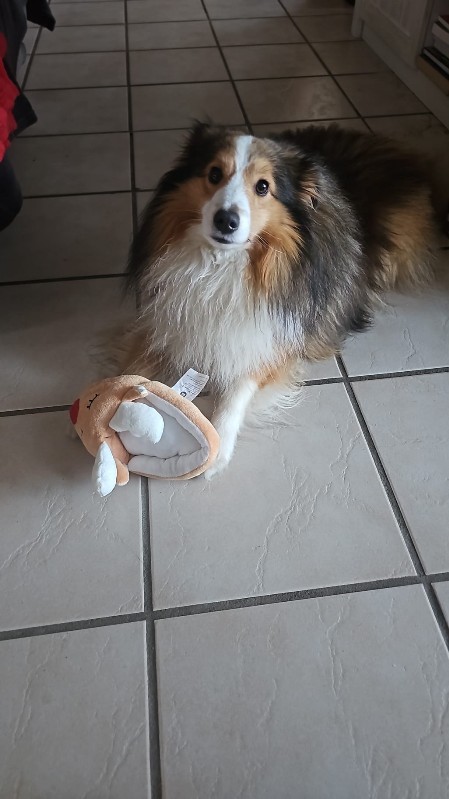 Sheltie Èamonn