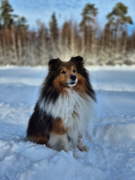 Sheltie Ciaran