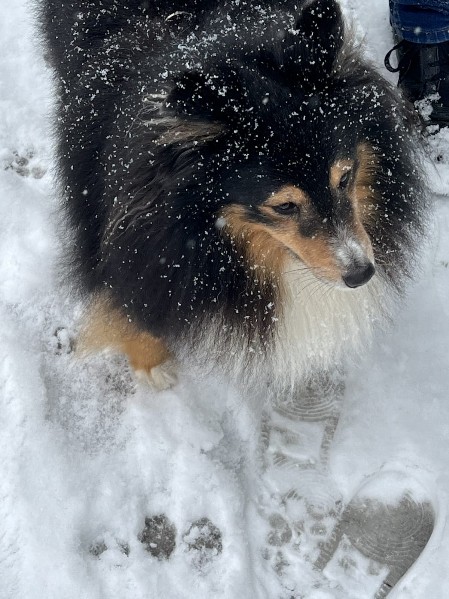 Sheltie Brian