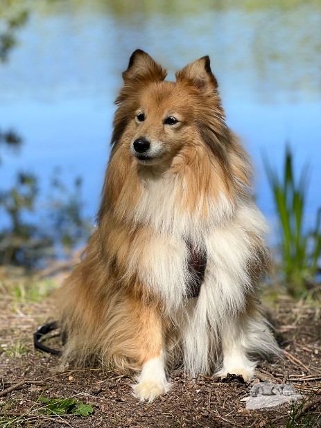 Sheltie Jamie