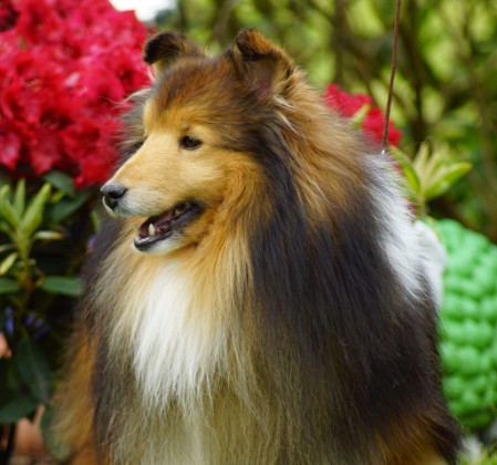 Sheltie Mountie
