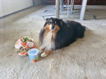 Sheltie Dougal