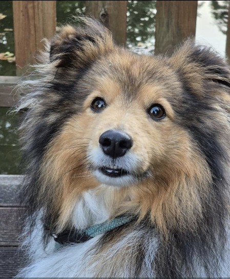 Sheltie Ciaran
